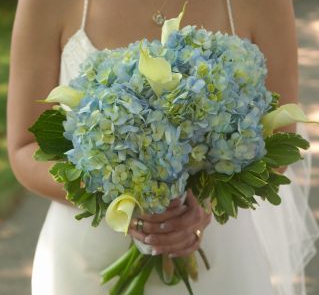 Niebieskie hortensje i kantadeski w bukiecie ślubnym
